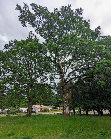 A towering Garry oak tree at Oak Tree Park in Tacoma